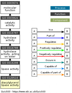 DAG for GO:0120516