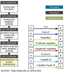 DAG for GO:0140444