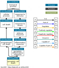 DAG for GO:0141201