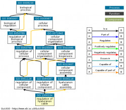 DAG for GO:1900104