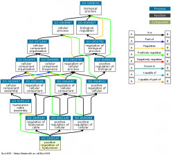 DAG for GO:1900106
