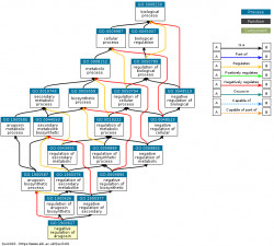 DAG for GO:1900627
