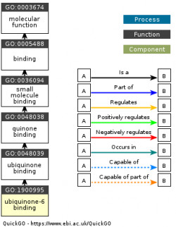 DAG for GO:1900995