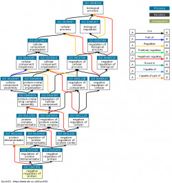 DAG for GO:1901091