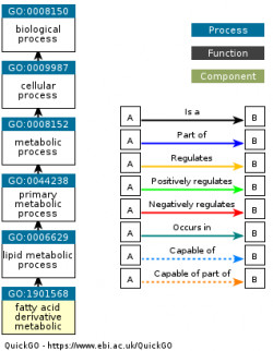 DAG for GO:1901568