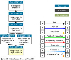 DAG for GO:1901594