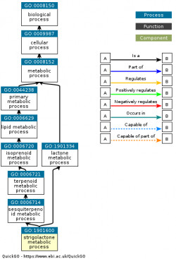 DAG for GO:1901600