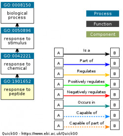 DAG for GO:1901652