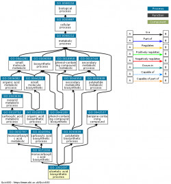 DAG for GO:1901697