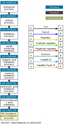 DAG for GO:1901735