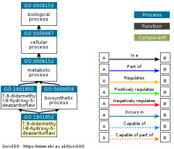 DAG for GO:1901852