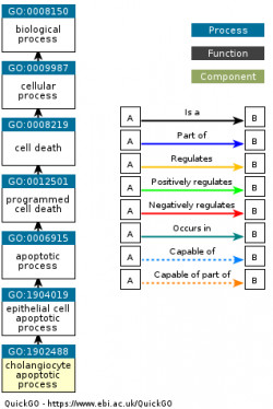 DAG for GO:1902488