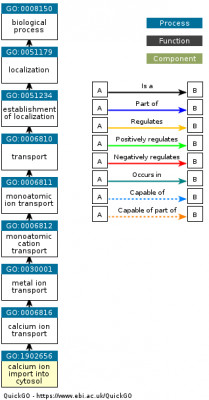 DAG for GO:1902656