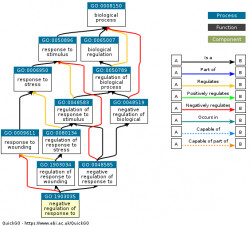 DAG for GO:1903035