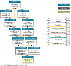 DAG for GO:1903353