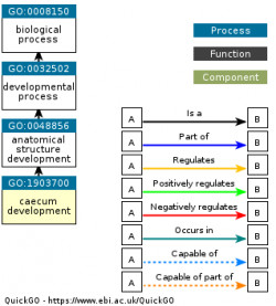 DAG for GO:1903700