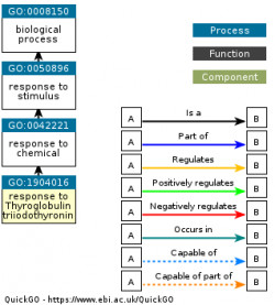 DAG for GO:1904016