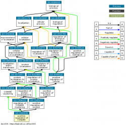 DAG for GO:1904034
