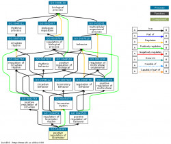 DAG for GO:1904061