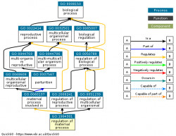 DAG for GO:1904301