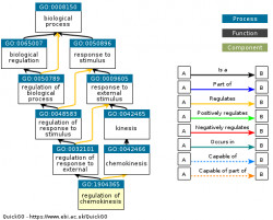 DAG for GO:1904365