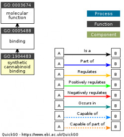 DAG for GO:1904483