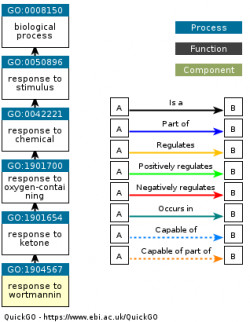 DAG for GO:1904567