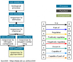 DAG for GO:1904587