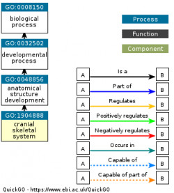 DAG for GO:1904888