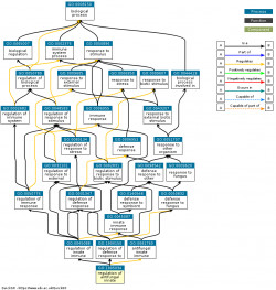 DAG for GO:1905034