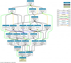 DAG for GO:1905096