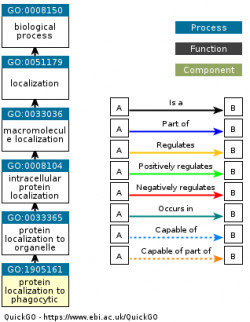 DAG for GO:1905161