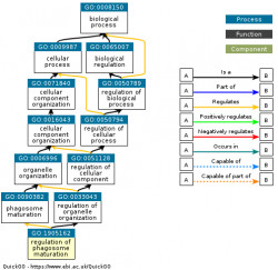 DAG for GO:1905162
