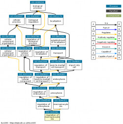 DAG for GO:1905301