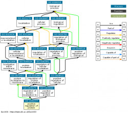 DAG for GO:1905477