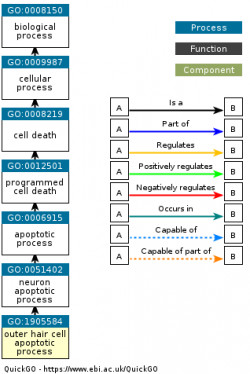 DAG for GO:1905584