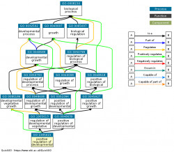 DAG for GO:1905615