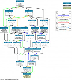 DAG for GO:1905904