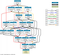 DAG for GO:1905934