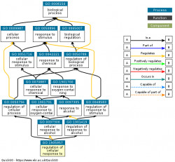 DAG for GO:1905957