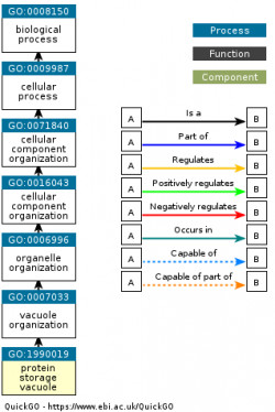 DAG for GO:1990019