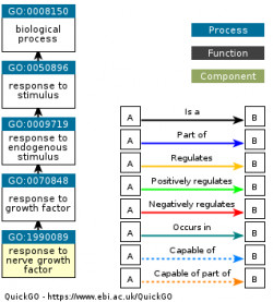 DAG for GO:1990089