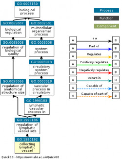 DAG for GO:1990192