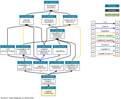 DAG for GO:1990256