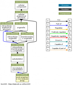 DAG for GO:1990295
