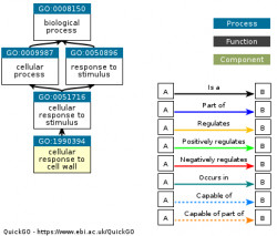 DAG for GO:1990394