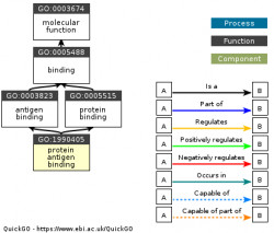 DAG for GO:1990405