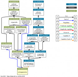DAG for GO:1990462