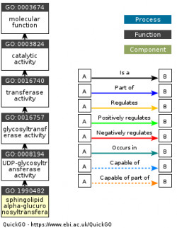 DAG for GO:1990482