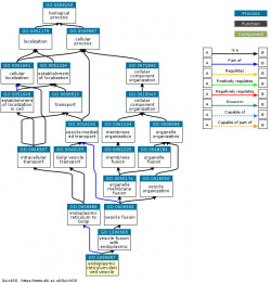 DAG for GO:1990687